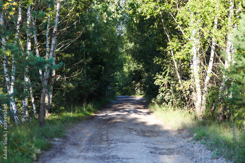 Fototapeta premium Path in a birch grove