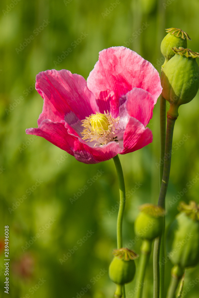 Schlafmohn (Papaver somniferum), Schlafmohnanbau in Deutschland Schlafmohn (Papaver somniferum), Schlafmohnanbau in Deutschland