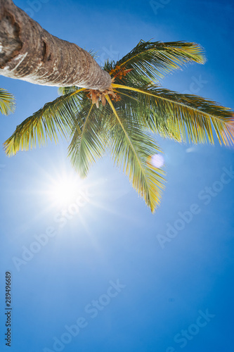 palm tree on background of blue sky