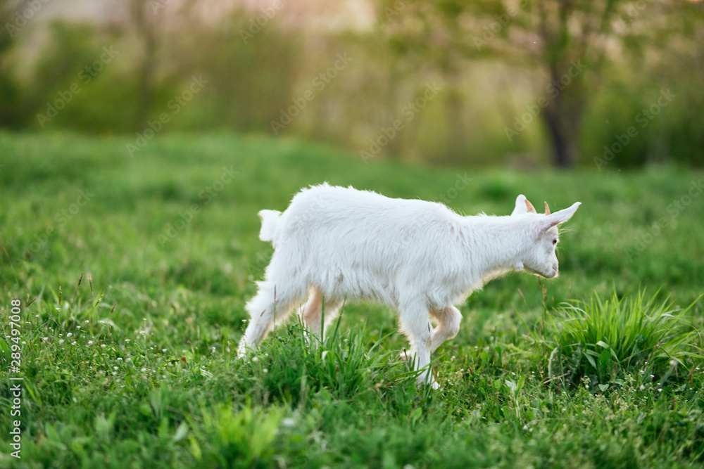 Obraz premium goat on green grass