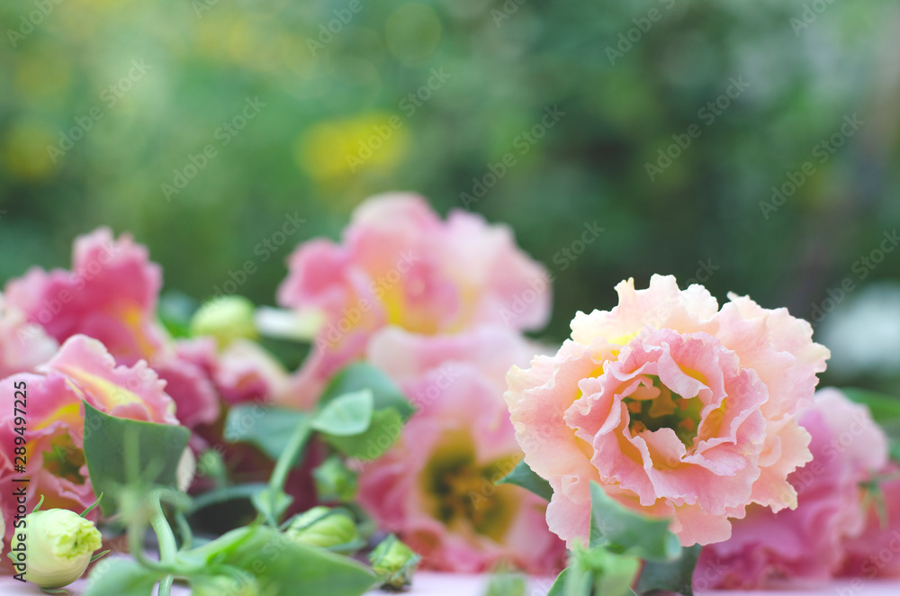 Beautiful pink eustoma on a background of green plants. Beautiful pink eustoma on a background of green plants.
