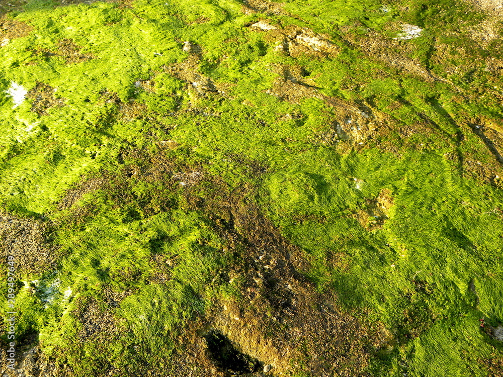 green moss on stones, background green moss on stones, background