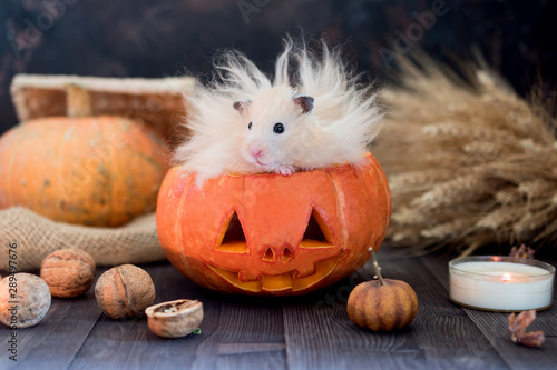 Glowing pumpkin for the holiday Halloween with a hamster.