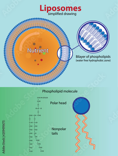 Structure of liposome,  simplified drawing, vector illustration