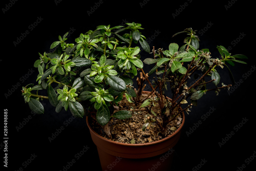 plant in pot isolated on black plant in pot isolated on black