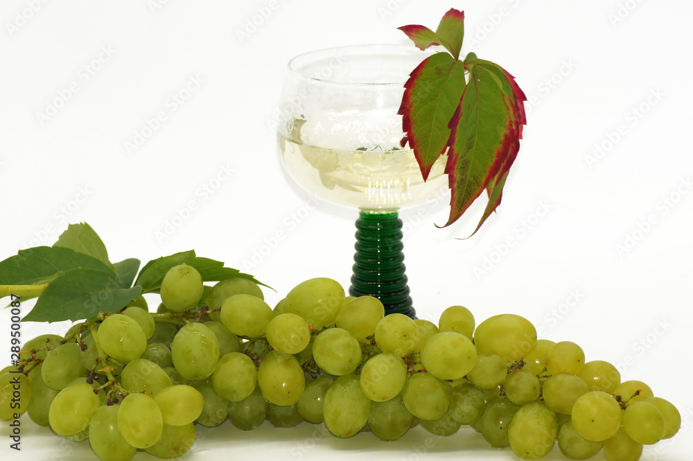 Frische Weinrebe freigestellt auf weißem Hintergrund Frische Weinrebe freigestellt auf weißem Hintergrund