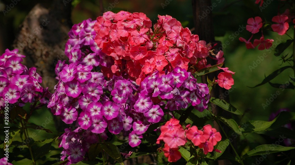 bright flashes of summer (яркие вспышки лета) bright flashes of summer (яркие вспышки лета)