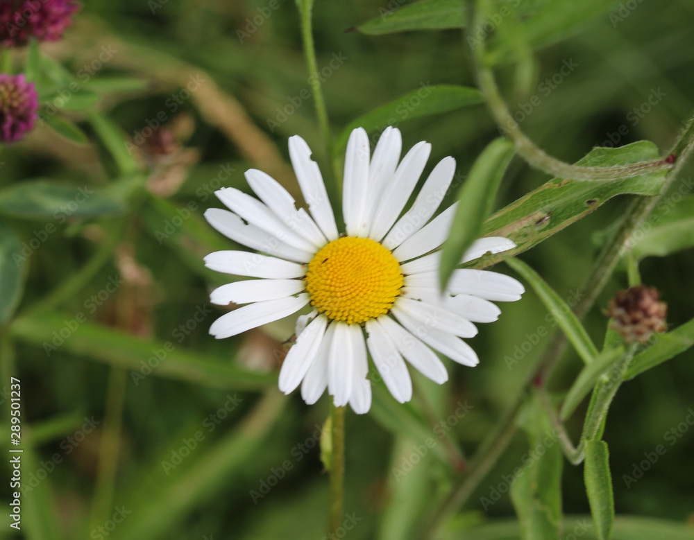Leucanthemum vulgare, commonly known as the ox-eye daisy, oxeye daisy, dog daisy Leucanthemum vulgare, commonly known as the ox-eye daisy, oxeye daisy, dog daisy