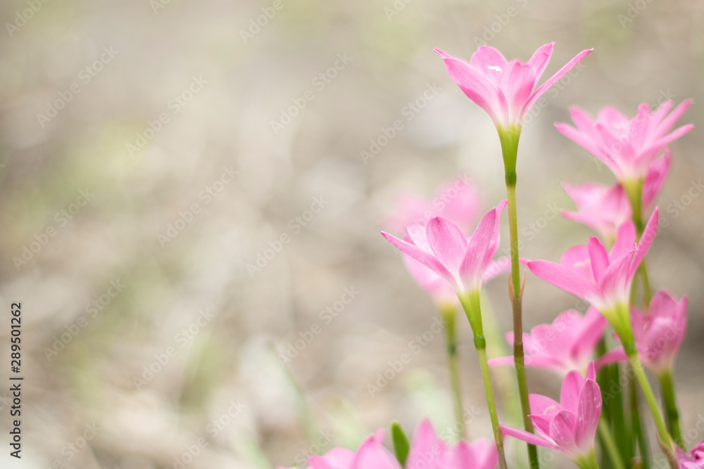 Fototapeta premium Zephyranthes rosea Lindl pink flower blurlight backgouond