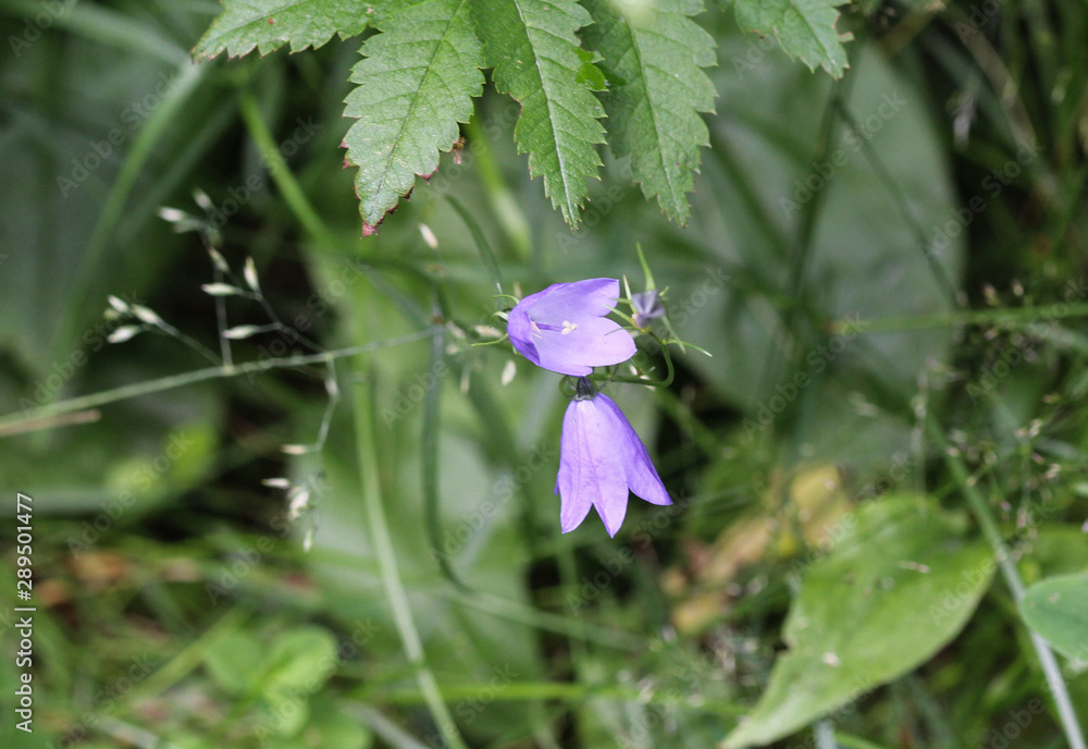 Campanula rotundifolia, known as the harebell, bluebell, blawort, hair-bell and lady's thimble Campanula rotundifolia, known as the harebell, bluebell, blawort, hair-bell and lady's thimble