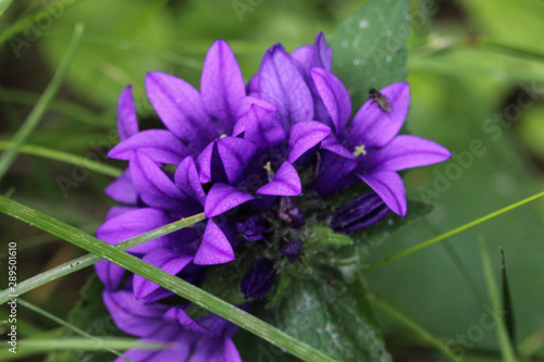 Campanula glomerata flower, known by the common names clustered bellflower or Dane's blood