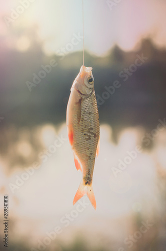 Rudd fish - Scardinius erythrophthalmus - caught during fishing on the pond