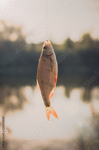 Rudd fish - Scardinius erythrophthalmus - caught during fishing on the pond