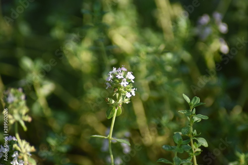 Blühender Zitronen-Thymian (Thymus citriodorus) photo