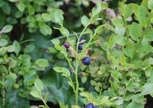 Vaccinium myrtillus shrub, common called commonly called common bilberry, wimberry, blue whortleberry, or European blueberry.