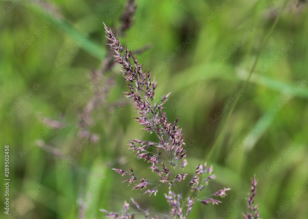 Holcus lanatus, Common names include Yorkshire fog, tufted grass, and meadow soft grass Holcus lanatus, Common names include Yorkshire fog, tufted grass, and meadow soft grass