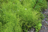 Equisetum sylvaticum, the wood horsetail, growing in the forest