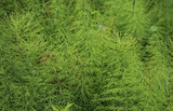 Equisetum sylvaticum, the wood horsetail, growing in the forest