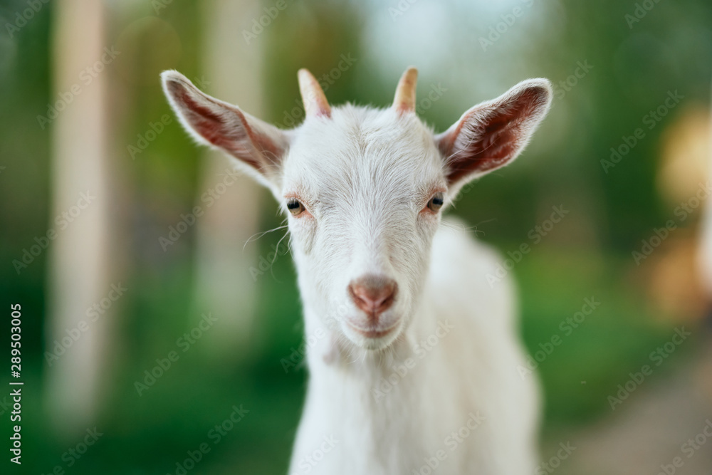 portrait of a goat portrait of a goat