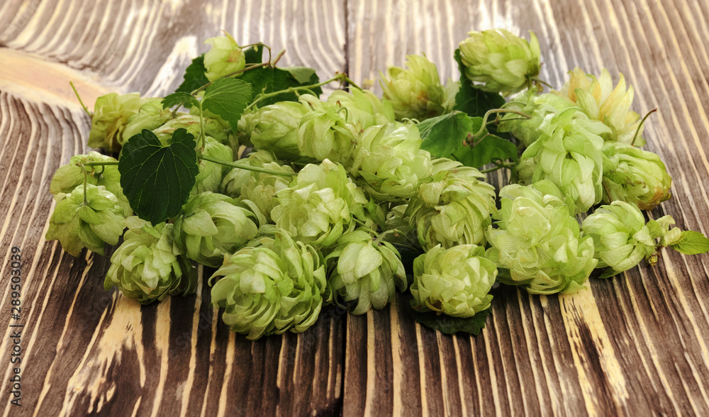 Pile of green fresh-picked hop cones on wooden table. Ingredient for beer production (brewing). Pile of green fresh-picked hop cones on wooden table. Ingredient for beer production (brewing).