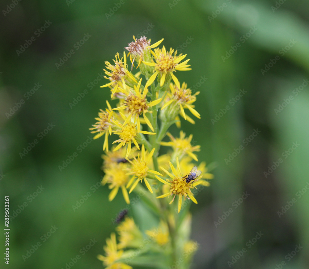 Solidago virgaurea, common called European goldenrod or woundwort Solidago virgaurea, common called European goldenrod or woundwort