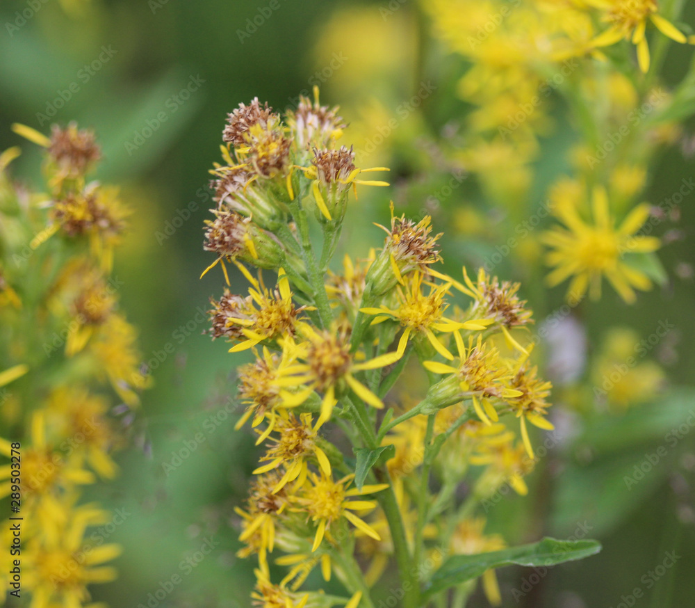 Solidago virgaurea, common called European goldenrod or woundwort Solidago virgaurea, common called European goldenrod or woundwort