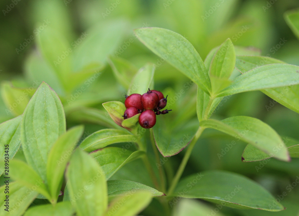Cornus suecica, the dwarf cornel or bunchberry Cornus suecica, the dwarf cornel or bunchberry