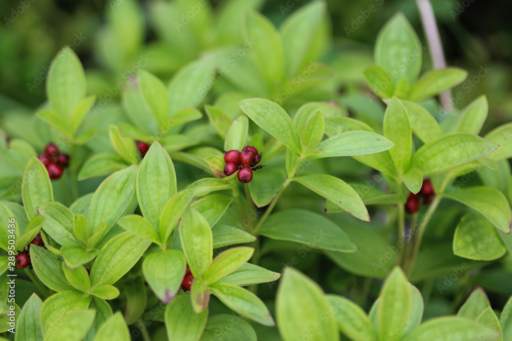 Cornus suecica, the dwarf cornel or bunchberry Cornus suecica, the dwarf cornel or bunchberry