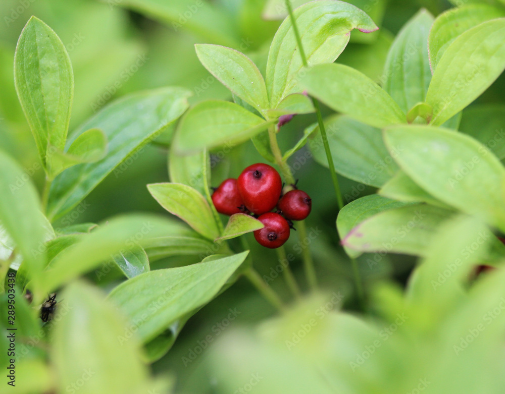 Cornus suecica, the dwarf cornel or bunchberry Cornus suecica, the dwarf cornel or bunchberry