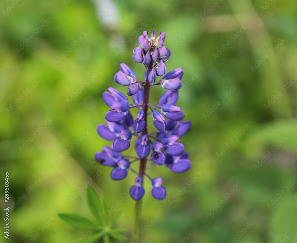 Lupinus polyphyllus flower, known as big-leaved lupine, many-leaved lupine or, garden lupin Lupinus polyphyllus flower, known as big-leaved lupine, many-leaved lupine or, garden lupin