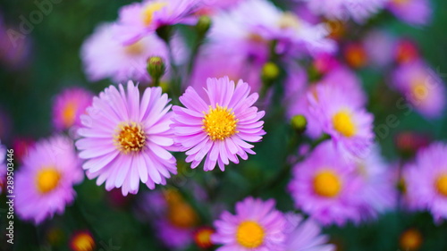 beautiful floral background of autumn flowers. santbrink asters virgin variety Amethyst color purple or violet petals.