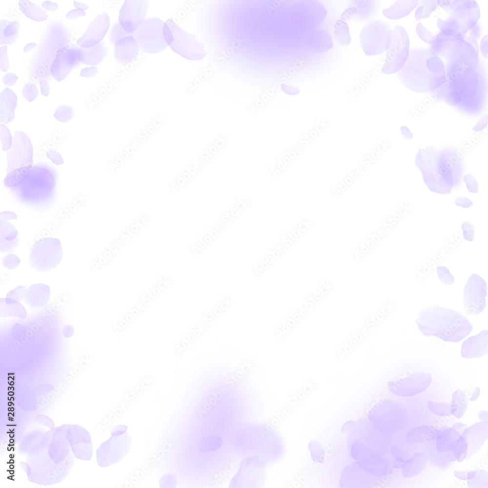 Violet flower petals falling down. Perfect romanti Violet flower petals falling down. Perfect romanti