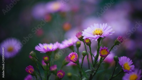 beautiful floral background of autumn flowers. santbrink asters virgin variety Amethyst color purple or violet petals.