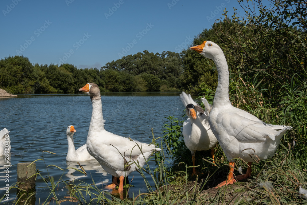 Obraz premium Chinese geese group portrait by a pond in summer