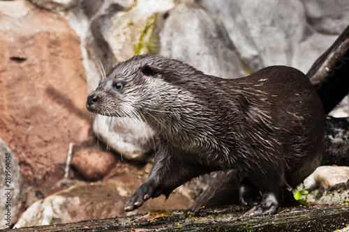 otter animal close-up, animal of Europe and Siberia