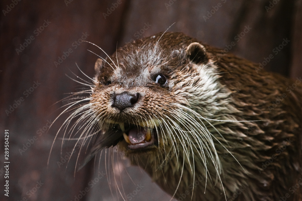 muzzle of an otter, portrait of a baleen otter - closeup animal animal of Europe and Siberia muzzle of an otter, portrait of a baleen otter - closeup animal animal of Europe and Siberia