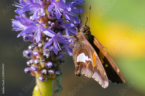Tableau sur toile Hesperia leonardus, the Leonard's skipper butterfly perches on a purple flower close up in Pinery Provincial Park, Ontario, Canada