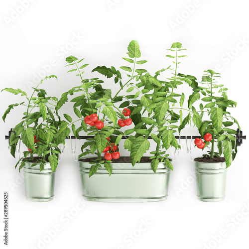 Wallpaper Mural Decorative plants for the kitchen on railing in a bucket Torontodigital.ca