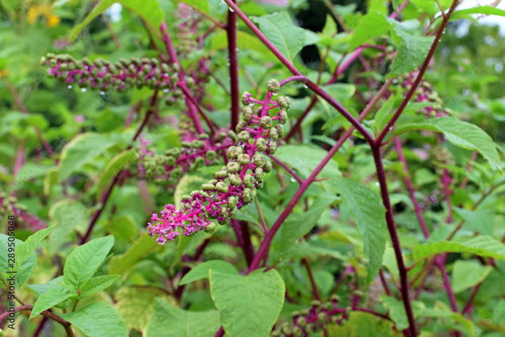 Phytolacca americana, also known as American pokeweed, pokeweed, poke sallet, or poke salad. Phytolacca americana, also known as American pokeweed, pokeweed, poke sallet, or poke salad.