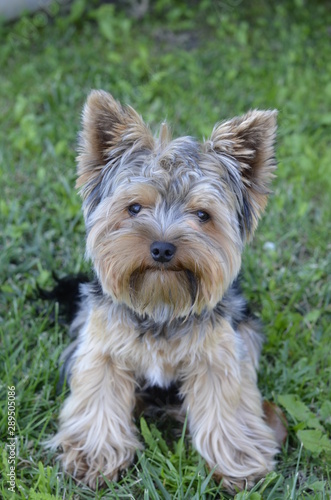 pies, yorkshire, terier, zwierzak, psinka, domowych, bystra, canino, braun, yorkshire terrier