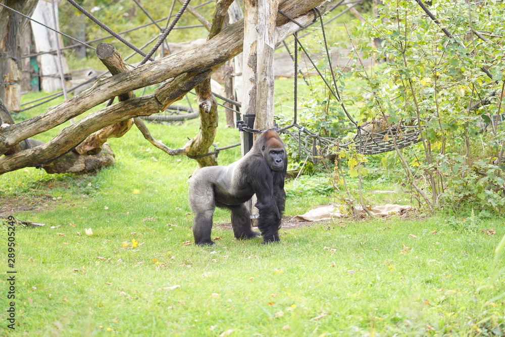 Obraz premium Gorillamänchen im Zoo Leipzig