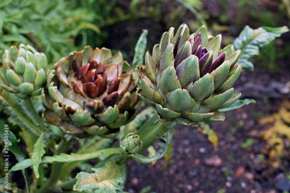 Globe artichokes growing in garden. Globe artichokes growing in garden.