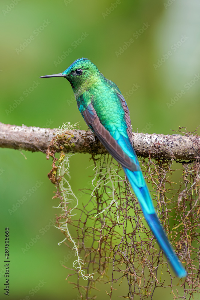 Obraz premium Long-tailed Sylph - Aglaiocercus kingi, beautiful long tailed hummingbird from cloudy forest of Andeans slopes, Guango Lodge, Ecuador, South America.