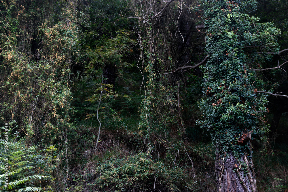 Vegetation in the woods Vegetation in the woods