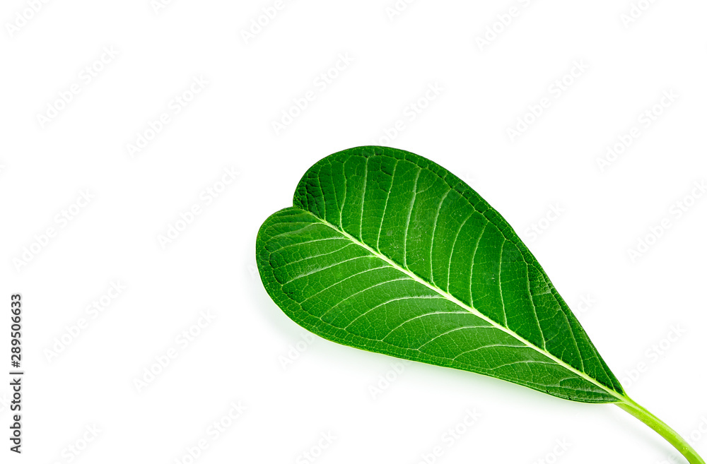 Obraz premium Green leaf on white background