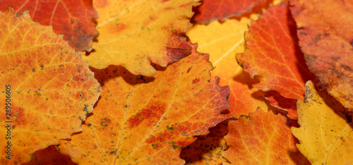 autumn leaves of aspen. fallen yellow red leaves background texture