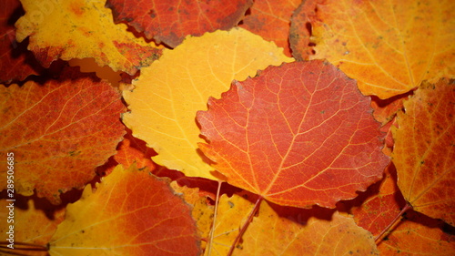 autumn leaves of aspen. fallen yellow red leaves background texture