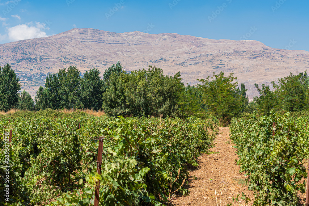Overlooking the magical Bekaa Valley Overlooking the magical Bekaa Valley
