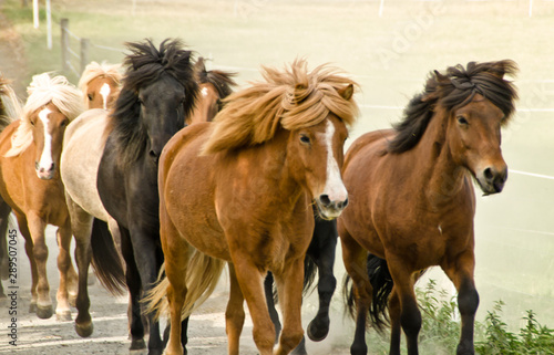 A herd of wild icelandic horses are galopping directly in the direction of the camera © Brinja