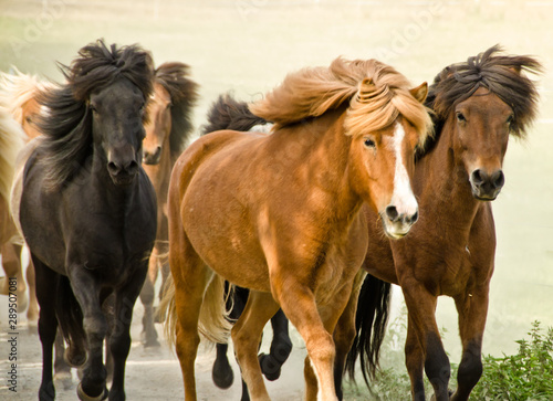 A herd of wild icelandic horses are galopping directly in the direction of the camera